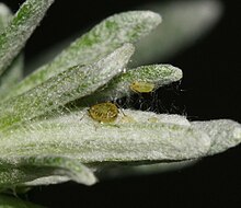 Myzus ornatus (Hiasan aphid).jpg