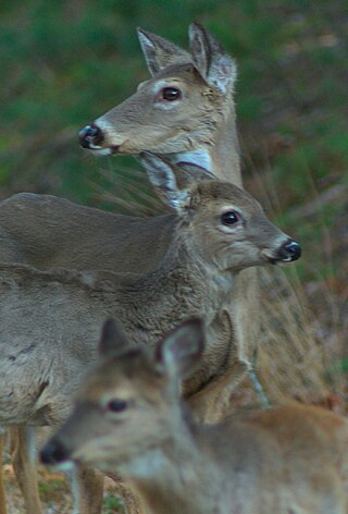 <span class="mw-page-title-main">Wildlife of North Carolina</span> Flora and fauna of the US state of North Carolina