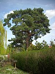 1 pine, Gonsenheim (on the pine)