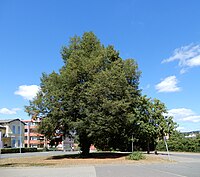 Schlitzblättrige Linde in Osterode am Harz