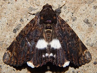 <i>Nagia linteola</i> Species of moth