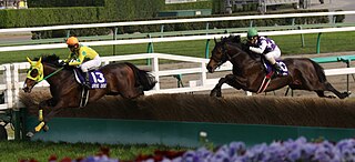 <span class="mw-page-title-main">Nakayama Grand Jump</span> Horse race