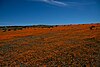 Flowers in the Namaqua National Park