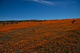 Namaqua NP3.jpg