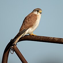 Nankeen Kestrel - Bimbi.jpg