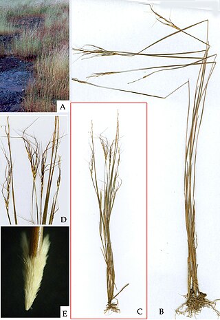 <i>Nanooravia</i> Genus of plants