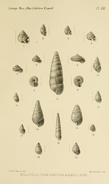 File:Natural History of Sokotra and Abd-el-Kuri, Plate XIII.jpg