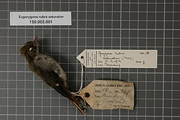 Naturalis Biodiversity Center - RMNH.AVES.135068 1 - Eugerygone rubra saturatior Mayr, 1931 - Eopsaltriidae - bird skin specimen.jpeg