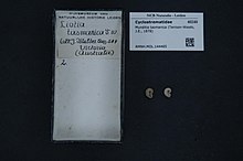 Naturalis Biyoçeşitlilik Merkezi - RMNH.MOL.144465 - Munditia tasmanica (Tenison-Woods, J.E., 1878) - Liotiidae - Yumuşakça kabuğu.jpeg