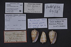 Description de l'image Naturalis Biodiversity Center - ZMA.MOLL.39030 - Conus broderipii Reeve, 1844 - Conidae - Mollusc shell.jpeg.