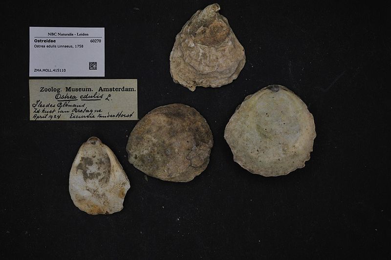 File:Naturalis Biodiversity Center - ZMA.MOLL.415110 - Ostrea edulis Linnaeus, 1758 - Ostreidae - Mollusc shell.jpeg