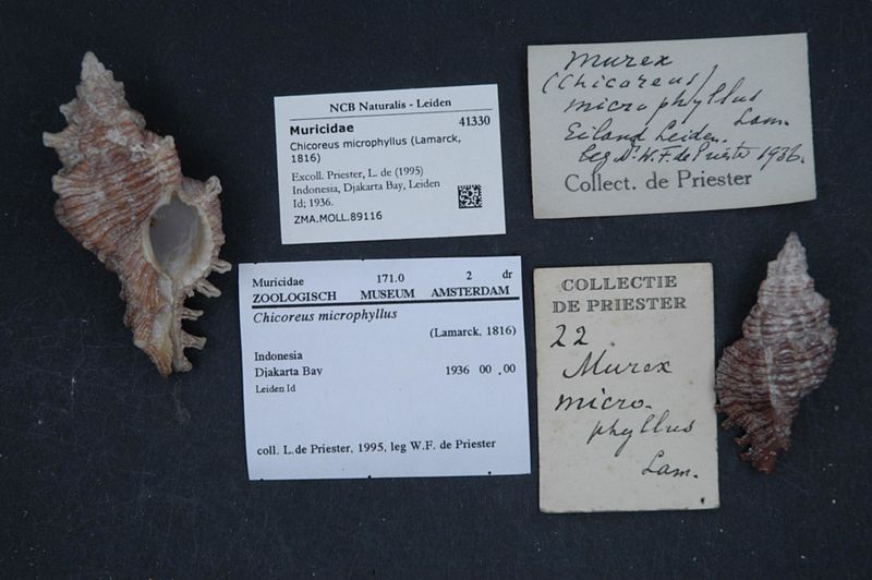 File:Naturalis Biodiversity Center - ZMA.MOLL.89116 - Chicoreus microphyllus (Lamarck, 1816) - Muricidae - Mollusc shell.jpeg