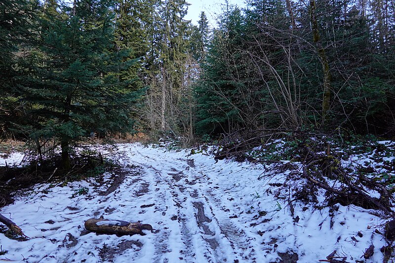 File:Neige @ Forêt @ Faverges (50952956213).jpg