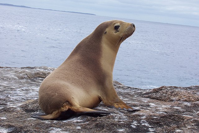 León marino australiano saliendo a la superficie para respirar oso