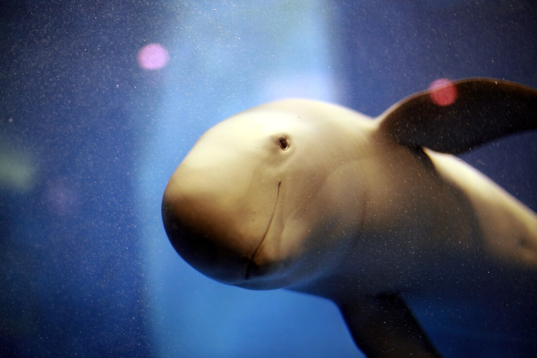 Finless porpoise