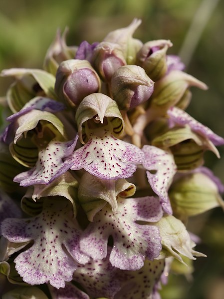 File:Neotinea lactea (flowers).jpg