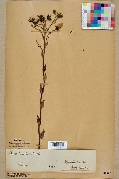 File:Neuchâtel Herbarium - Hieracium sabaudum - NEU000016433.jpg