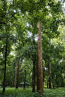 Teak forest in Nilambur, India