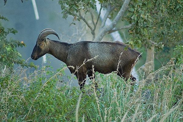 Nilgiri tahr in Valparai, Anaimalai Hills