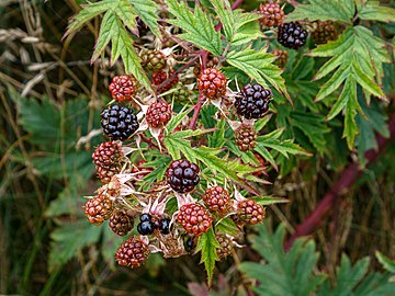 Not yet ripe blackberries in Tuntorp