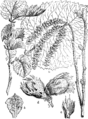 Corylus avellana Leska plate 499 in: Martin Cilenšek: Naše škodljive rastline Celovec (1892)
