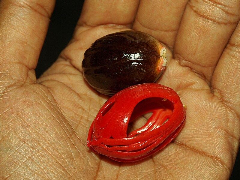 File:Nutmeg seed and skin.JPG