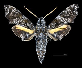 <i>Nyceryx eximia</i> Species of moth