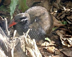 Okinawa Rail.jpg