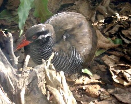 Okinawa rail