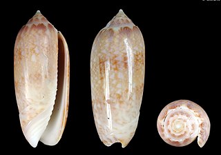 <i>Oliva nivosa</i> Species of gastropod