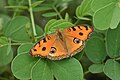 * Nomination Open Wing Basking of Junonia almana (Linnaeus, 1758) - Peacock PansyThis image was uploaded as part of Wiki Loves Butterfly. --TAPAN1412 02:02, 8 December 2023 (UTC) * Decline Quite noisy --Plozessor 09:04, 8 December 2023 (UTC)  Oppose  Not done --Plozessor 11:26, 16 December 2023 (UTC)