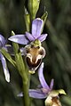 Ophrys × delphinensis flowers Greece - Peloponnese