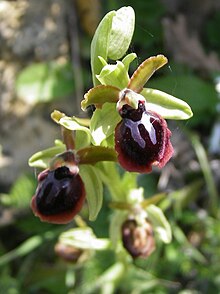 Ophrys garganica.jpg