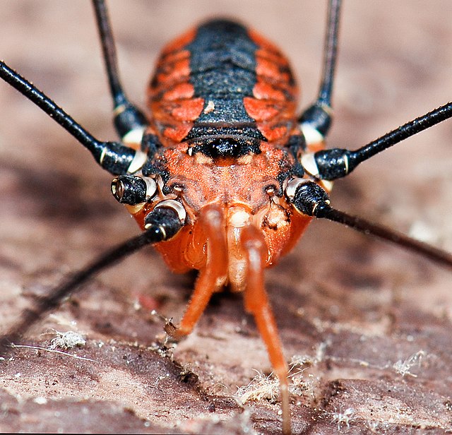 Myth: A daddy-longlegs is a kind of spider