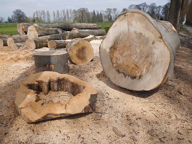 File:Opkuis bomen in Muziekbos - Ronse.jpg