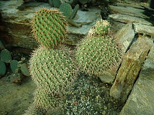 Opuntia pycnantha 2020-02-08 7488.jpg