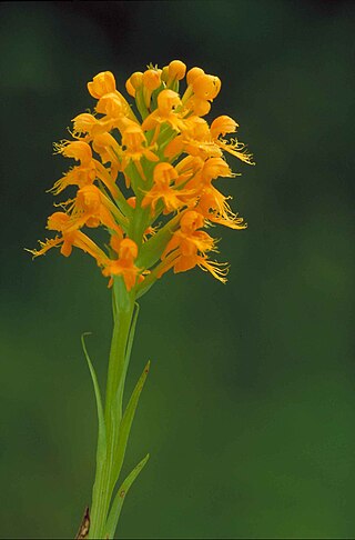 <i>Platanthera cristata</i> Species of orchid