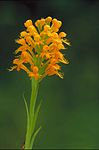 Orange yellow crested orchid platanthera cristata blossoms on stem.jpg