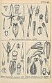 Cryptostylis arachnites Tafel 13 Nr. 39-41 in: Rudolf Schlechter: Orchidaceen von Deutsch Neu-Guinea - Figuren-Atlas (1923-1928)