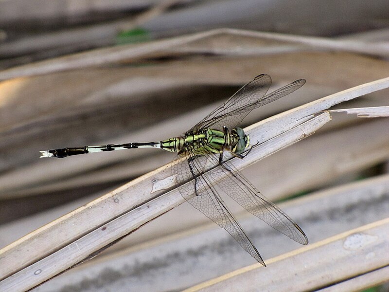 File:Orthetrum sabina (Drury, 1770).jpg