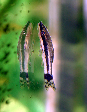 Opis obrazu Otocinclus affinis.JPG.