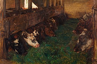 Les jeunes bovins apprécient le fourrage vert dans la grange