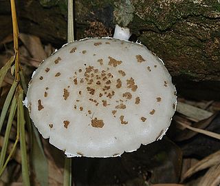 <i>Oudemansiella canarii</i> Species of fungus