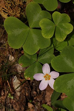 Oxalis oregana.