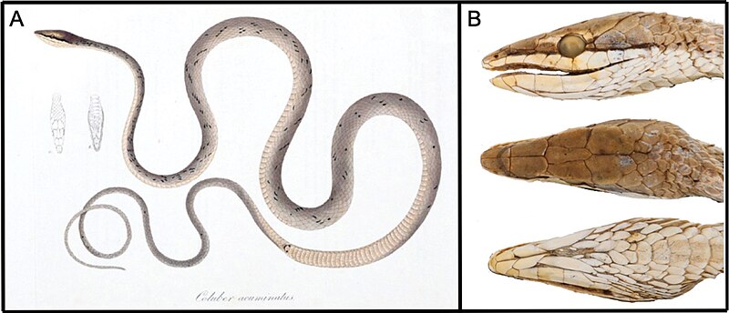 File:Oxybelis acuminatus (10.3897-evolsyst.5.60626) Figure 2.jpg