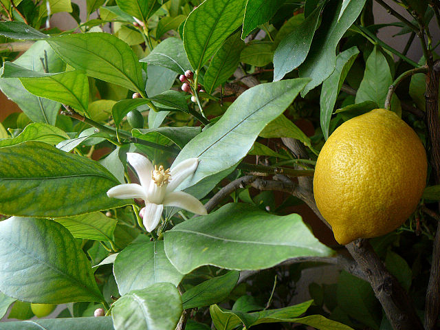 names of lemon trees