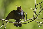 Thumbnail for File:PD24287-NEF brown headed cowbird.jpg