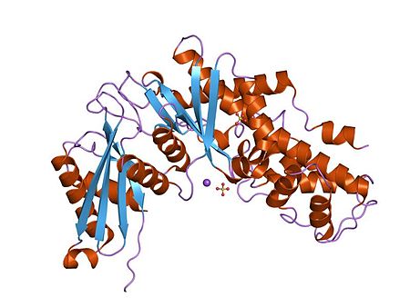 PDB 1v4t EBI.jpg