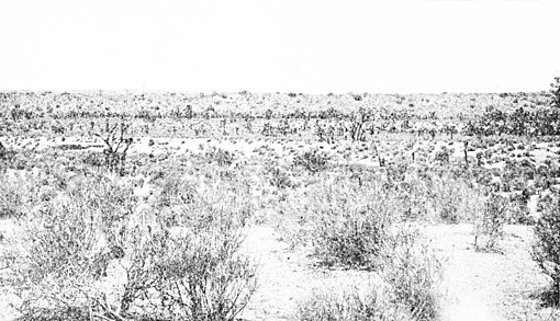 PSM V86 D252 Mohave desert cresosote bushes and joshua trees.jpg