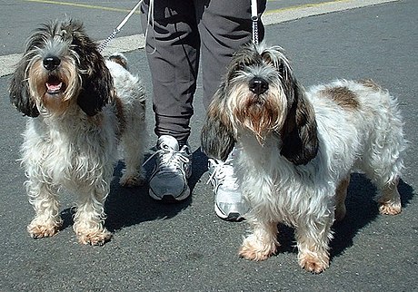 Pequeno basset griffon da Vendeia